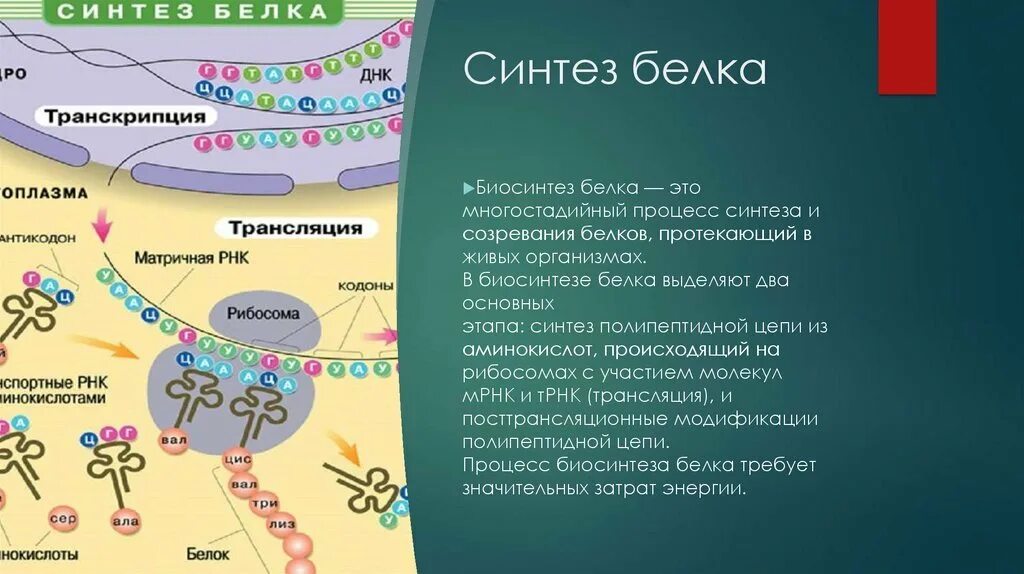 Трансляция биосинтез белка рисунок. Синтез белка схема 10 класс. Структурные элементы клетки, обеспечивающие синтез белка:. Производит синтез белков. Производит синтез белков.