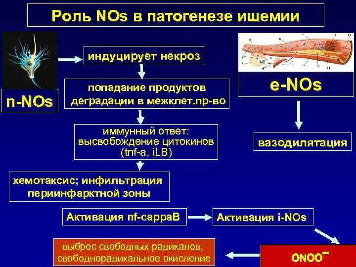 Постгипоксические изменения головного. Патогенез ишемии головного мозга. Патогенез ишемического повреждения головного мозга. Ишемическое повреждение головного мозга патофизиология. Этиология ишемических повреждений головного мозга.