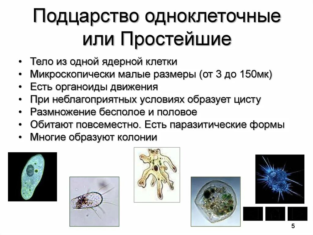 1 простейшие были открыты. Царство животных Подцарство одноклеточные. Одноклеточные животные простейшие 8 класс биология. Подцарство одноклеточные простейшие. Простейшие одноклеточные организмы 7 класс биология.