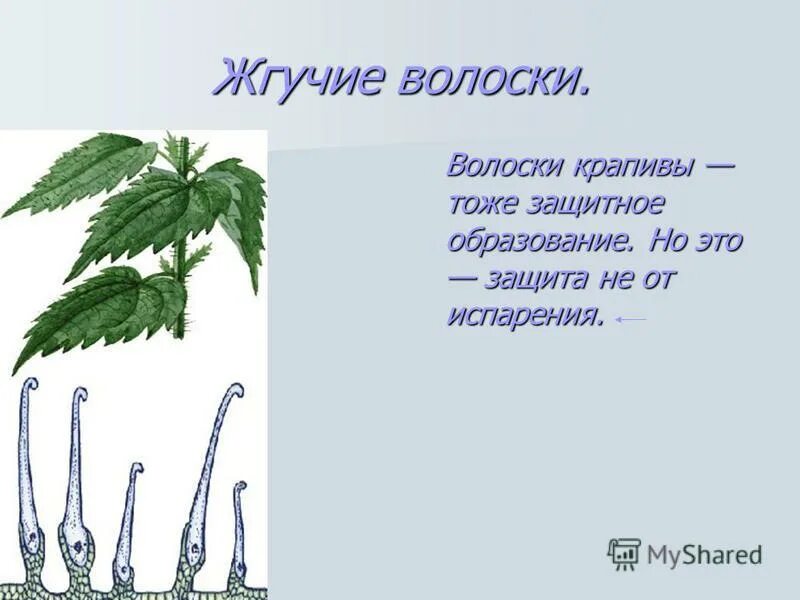 Строение жгучего волоска крапивы