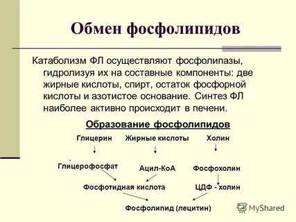 Азотистый обмен в печени