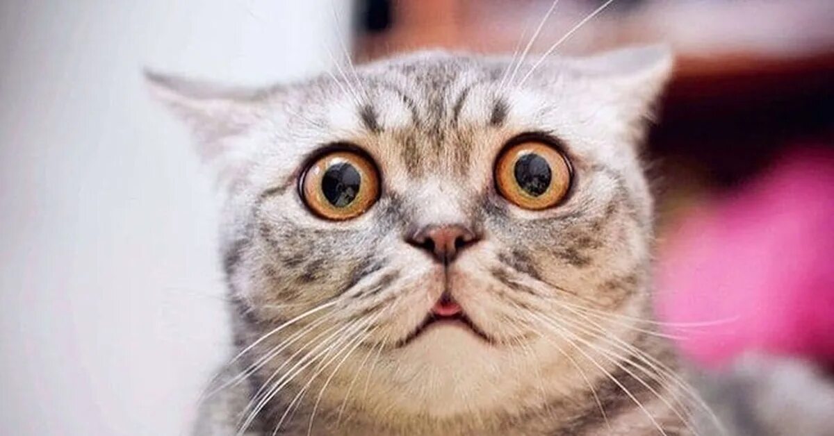 Вакцинация животных от бешенства. Введи кошку. Кот со шприцом. Введи кошку. Введи кошку.