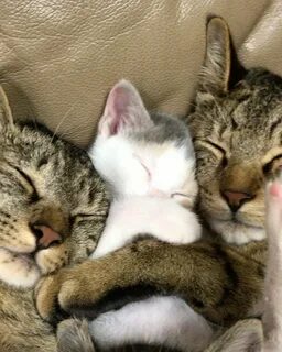 Des chats