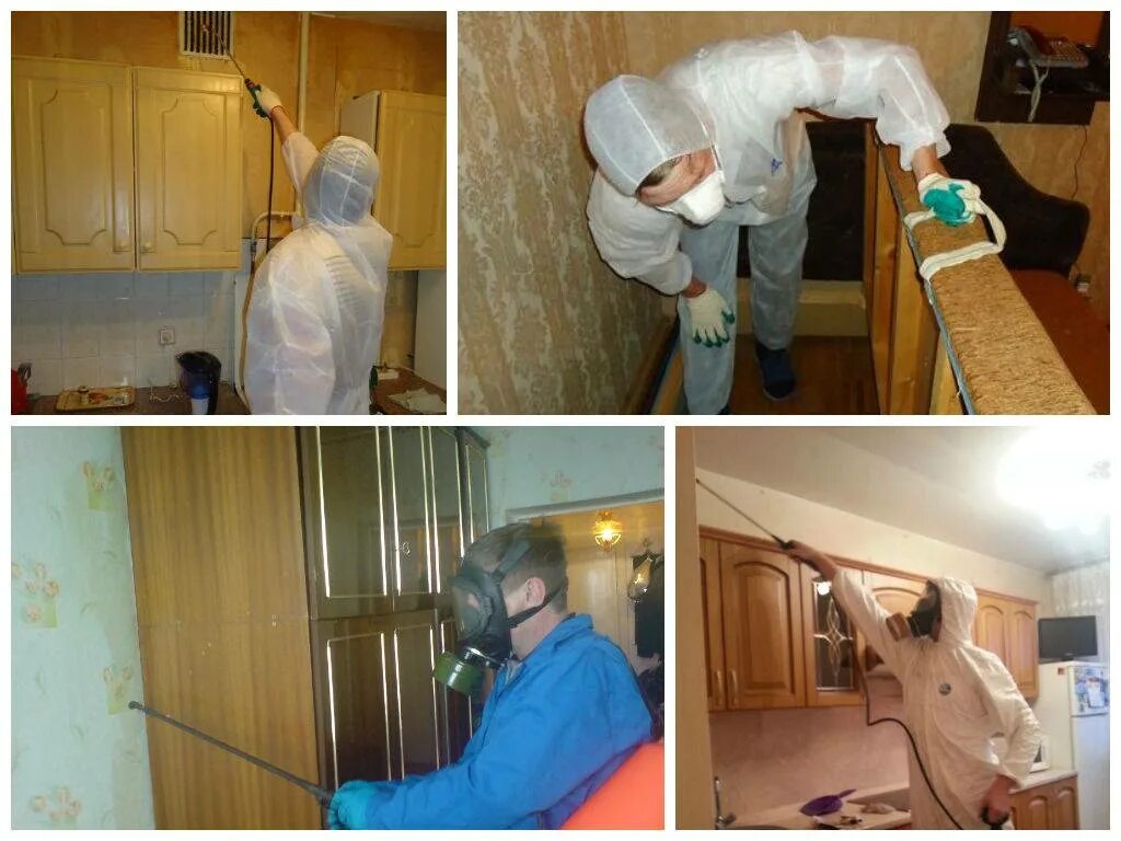 Травить тараканов вызов