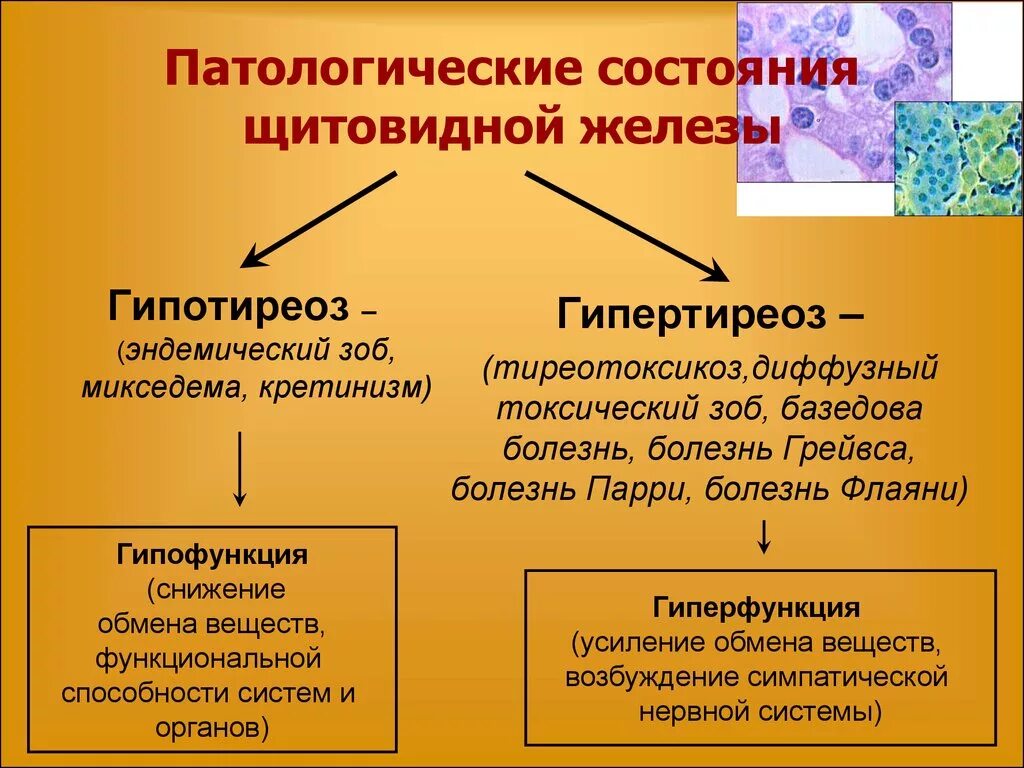 Гипо и гиперфункция щитовидной железы. Гипофункция и ниперфунция щитовидно ЙЖЕЛЕЗЫ. Щитовидная железа гипофункция и гиперфункция. Щитовидная железа гормоны гиперфункция и гипофункция.