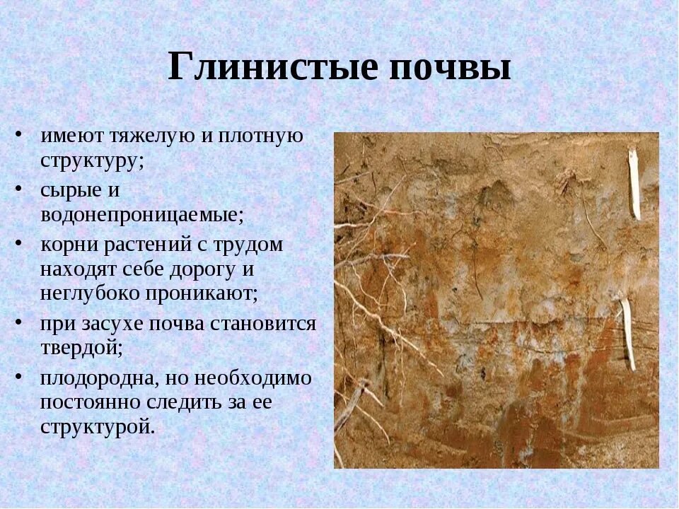 Почва краткое содержание. Глинистые и суглинистые почвы. характеристика глистой почвы. глинистая почва характеристика. суглинистая почва характеристика.