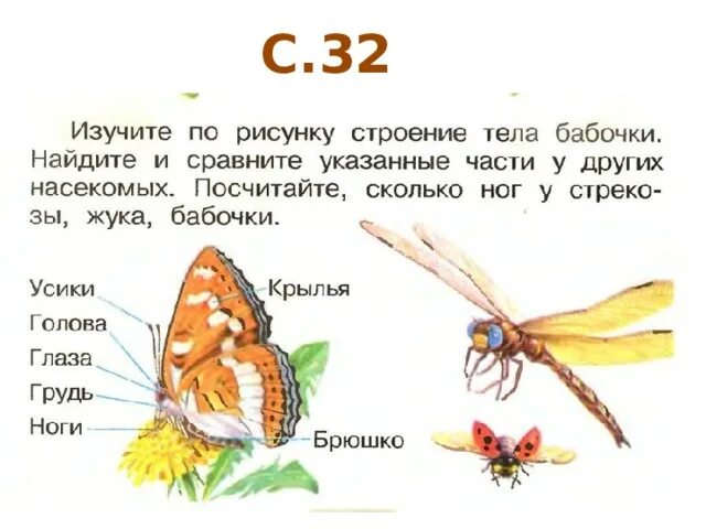 Строение ног бабочки. Ноги бабочки и жука. Ноги бабочки и жука. Животные относящиеся к классу насекомые. Тип конечностей у бабочки.