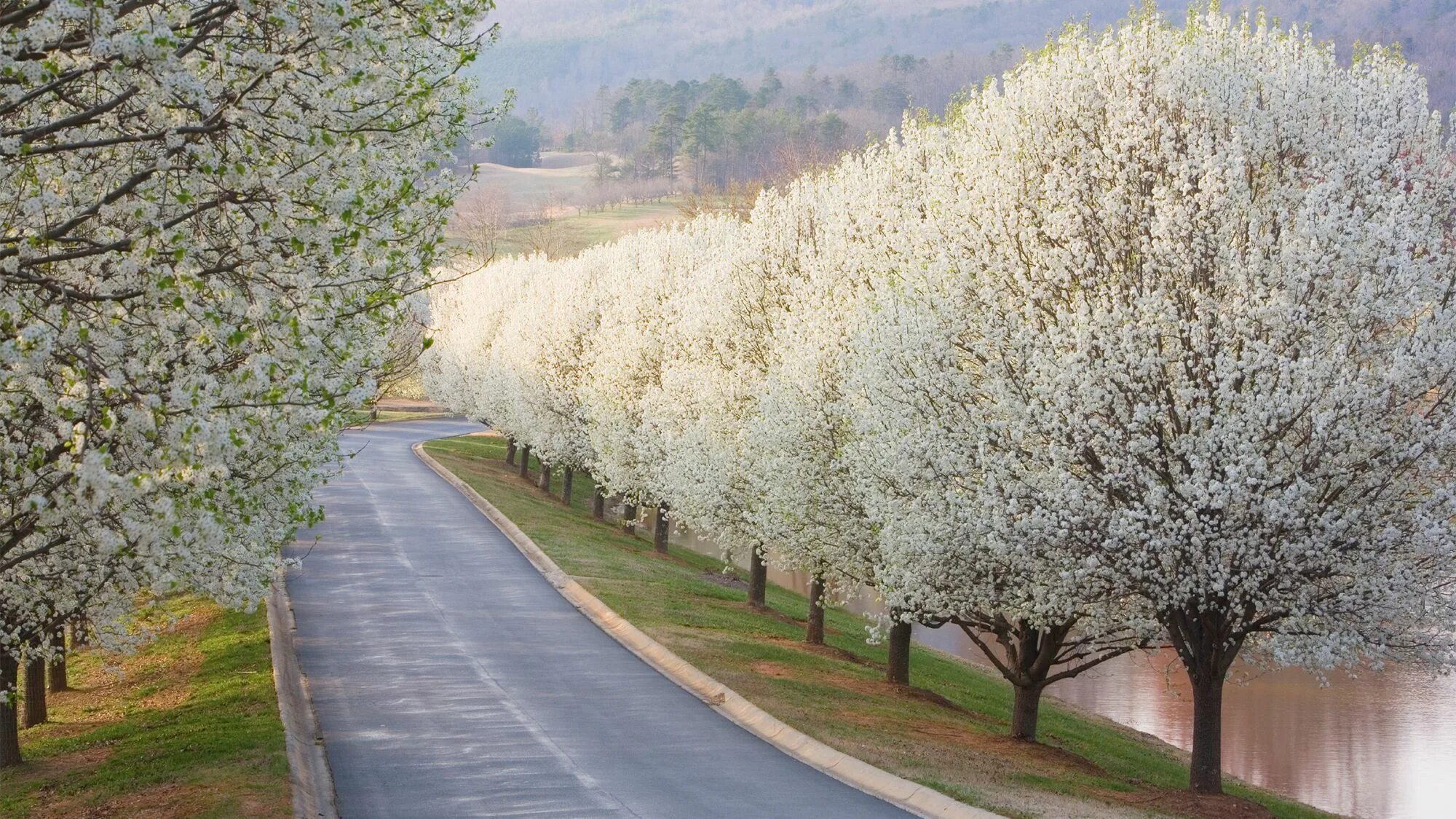 Дурманом веяло когда цвели сады. Bradford Pear Tree. Груша Уссурийская цветение. Груша каллериана Шантеклер. Груша Шантеклер аллея.