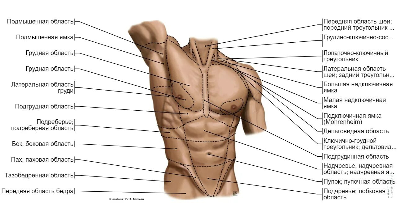 Снизу по середине. Название частей торса. Грудь часть тела. Анатомические области. Грудная область человека анатомия.