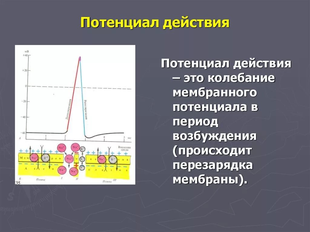 Потенциал действия физиология это. Стадии потенциала действия физиология. Схема потенциала действия. Потенциал действия мембраны фазы. Деполяризация мембранного потенциала.