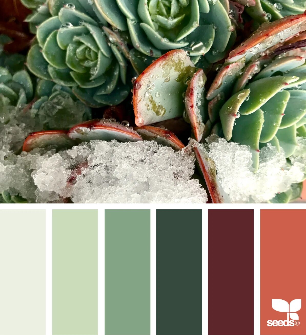 Палитра Seeds терракотовый. Seeds Color Palette изумрудный. Палитра Сидс холодные зелёные. Палитра оттенков зеленая гамма.