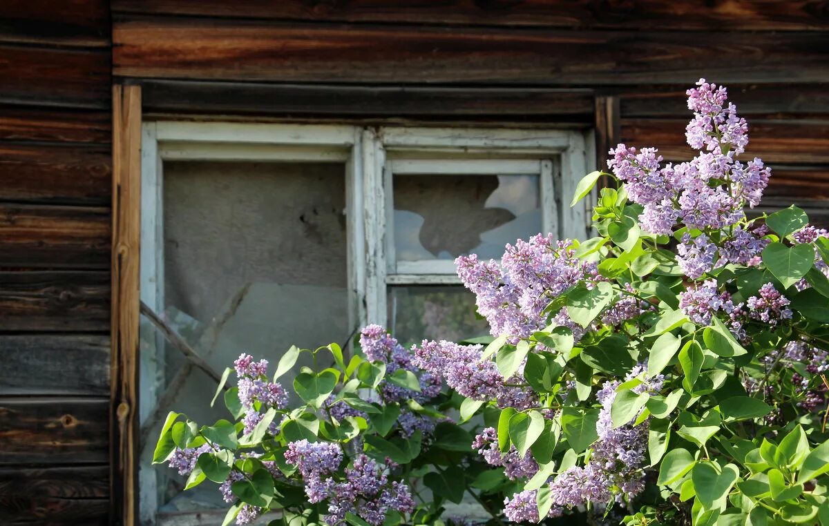 Сирень в деревне. Таруса сирень. Егорнов сирень. Сирень в Абрамцево.