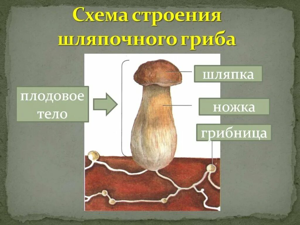 Схема строения шляпочного гриба 2 класс. Схема плодовое тело шляпочного гриба. Гриб строение шляпочного гриба. Схема шляпочного гриба 3 класс окружающий мир. Мицелий шляпочных грибов