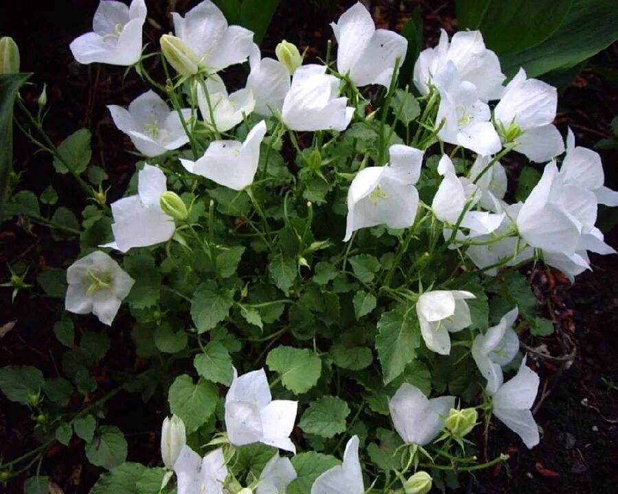 Колокольчик Карпатский Pearl White. Кампанула Carpatica White. Колокольчик Карпатский (Campanula Carpatica).