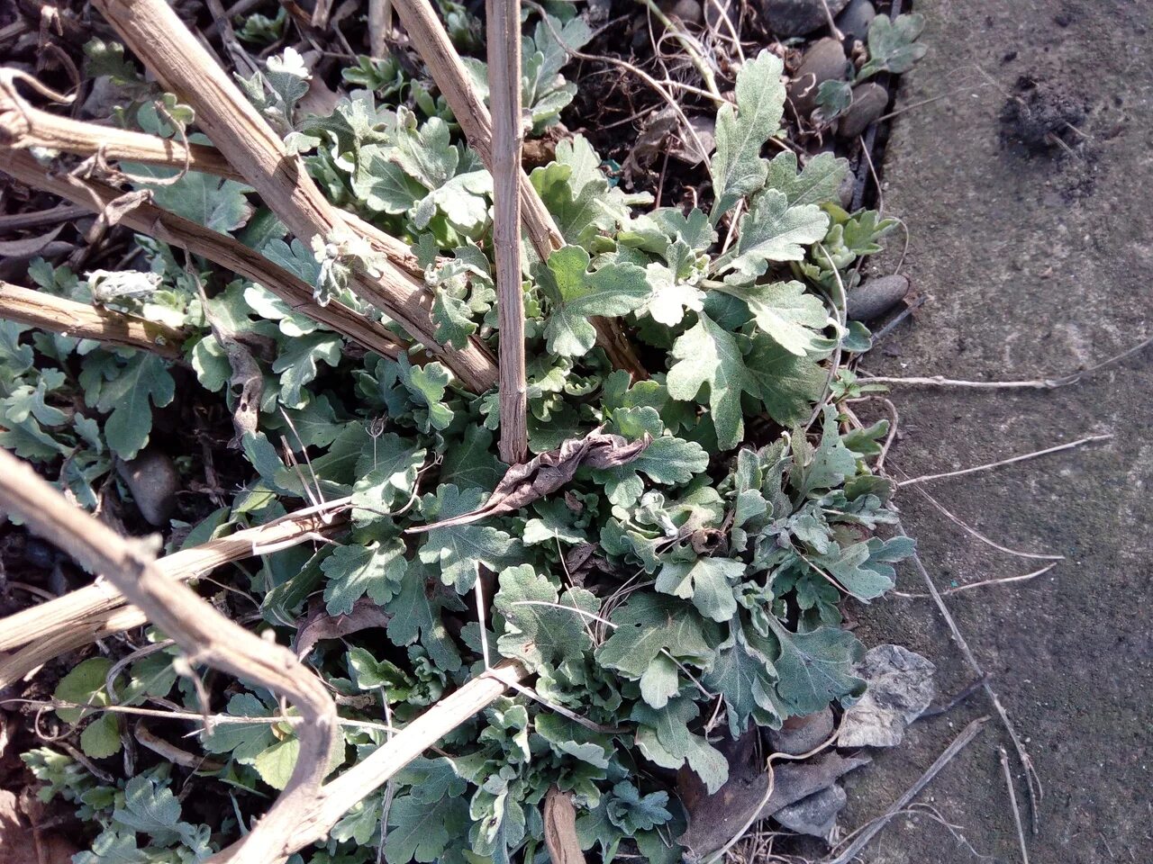 Побег хризантемы. Гниение побега хризантемы. Побеги хризантемы съедобные. Почки на хризантеме. Тосповирус некроза побегов хризантемы Chrysanthemum Stem necrosis Tospovirus.