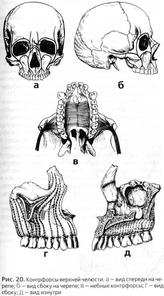Подвижное соединение челюстей. Контрфорсы верхней челюсти анатомия. Контрфорсы черепа верхней челюсти. Небный КОНТРФОРС верхней челюсти. Контрфорсы верхней челюсти челюсти.