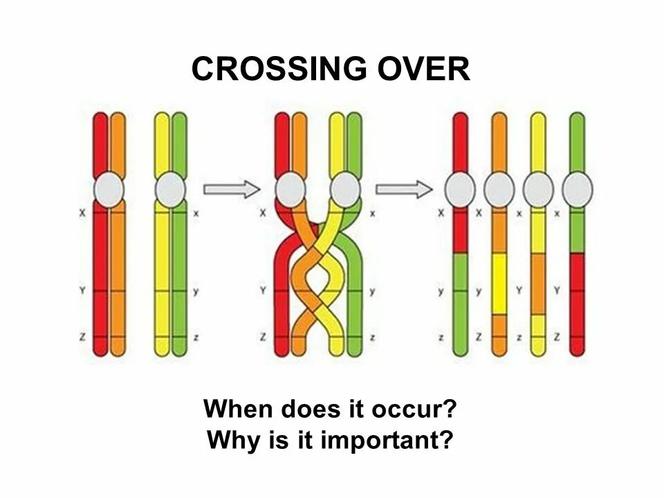 Случайное сочетание негомологичных хромосом в мейозе. Кроссинговер. Кроссинговер генетика. Кроссинговер это в биологии. Хиазмы кроссинговер.