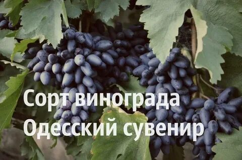 Описание сорта сувенир