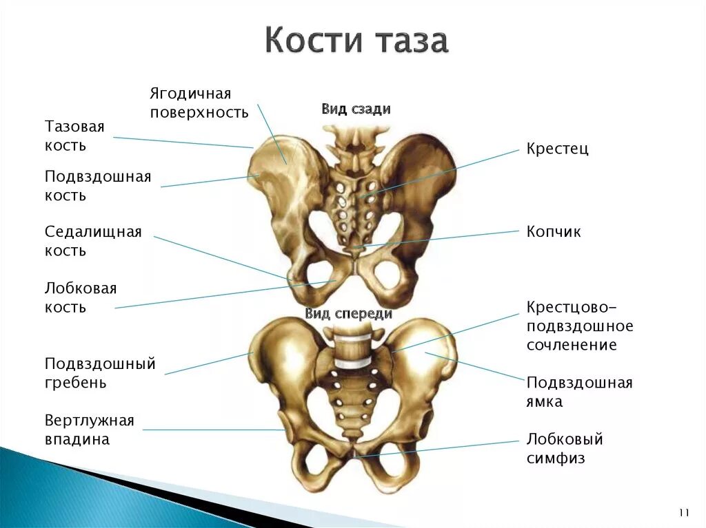 Образована тремя сросшимися костями. Кости таза спереди как называются. Тазовая кость строение на скелете.