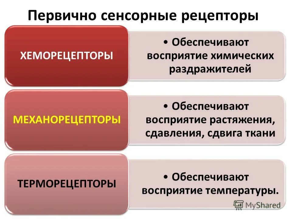 Первичная сенсорная. Первичные сенсорные и моторные поля номера. Первичная сенсорная. Корковый отдел анализатора. Сенсорная память в психологии.
