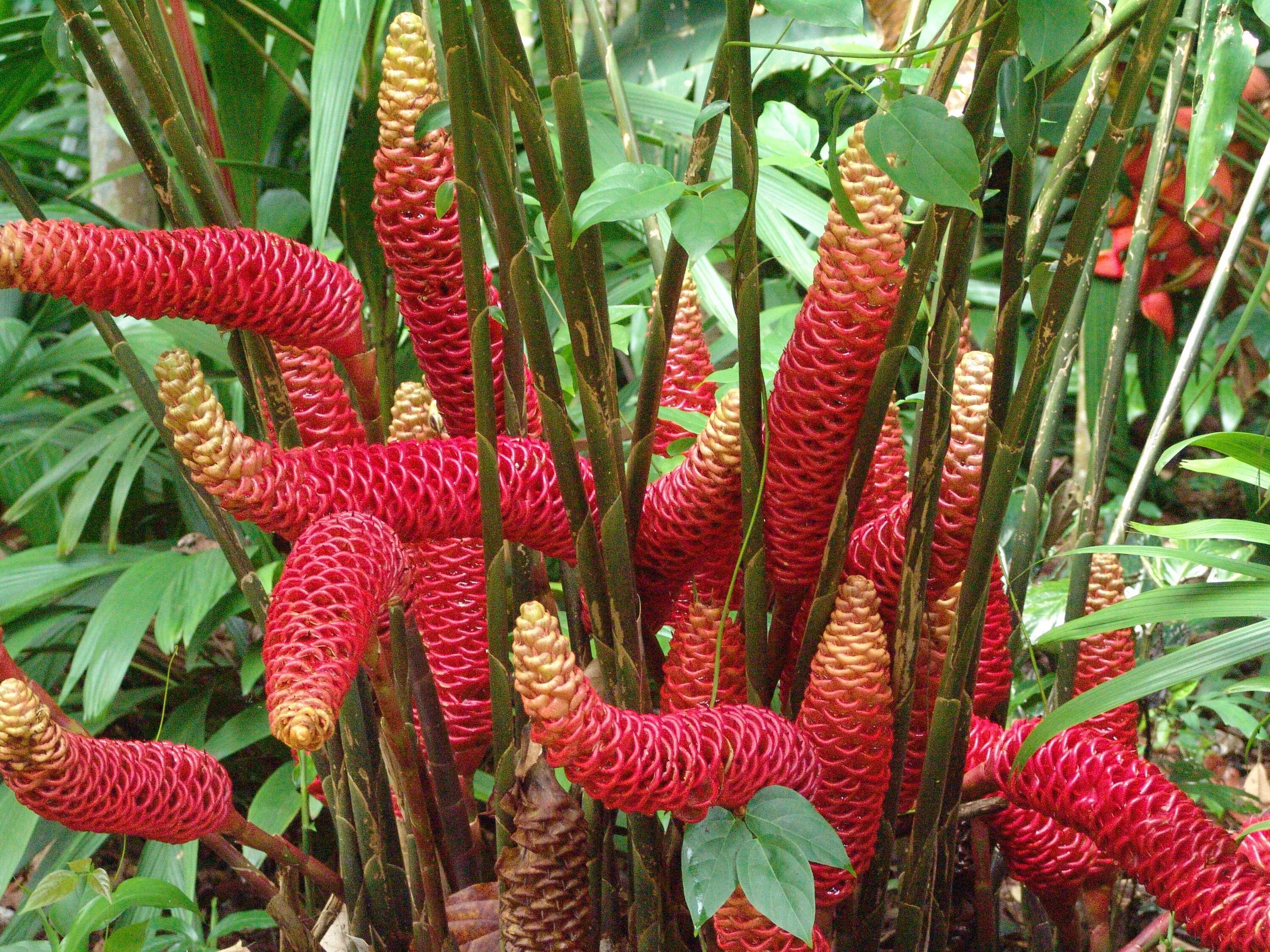 Tropical plant. Dioscoreophyllum cumminsii. Экзотические растения. Тропические растения. Растения тропиков.