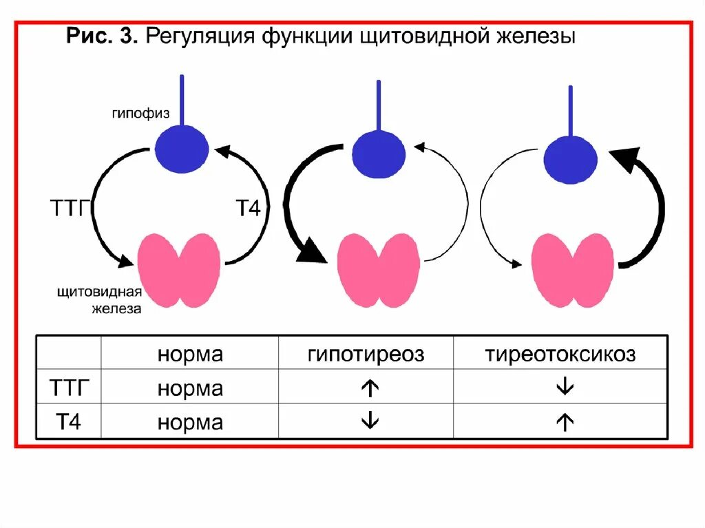 Регуляция функции щитовидной железы схема. Регуляция гормонов щитовидной железы схема. Функция щитовидной железы и гормональная регуляция. Норма функции щитовидной железы.