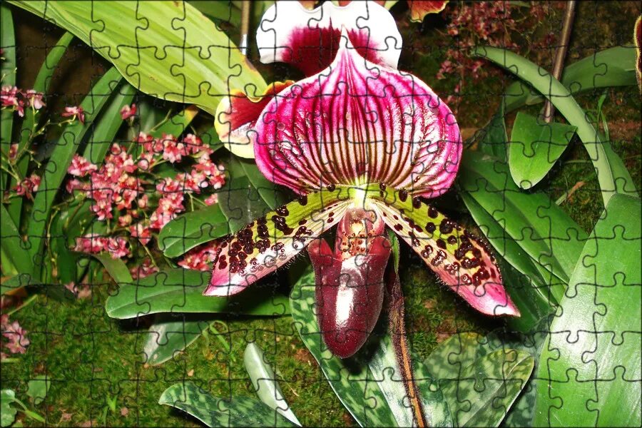 Орхидея башмачок фото Садовые Орхидеи Башмачки (HardyOrchid, XL весна 2024) Совместные покупки s