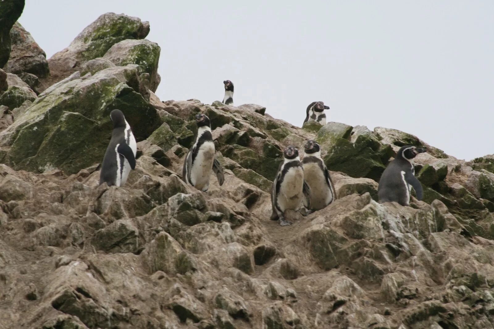 Пингвин гумбольдта. Пингвин Гумбольдта Чили. Гумбольдтов Пингвин среда обитания. Пингвины Гумбольдта ареал обитания.
