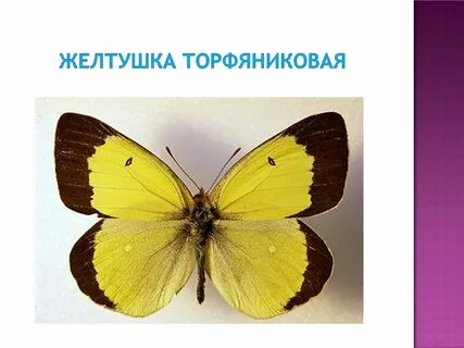 Покажи желтушку