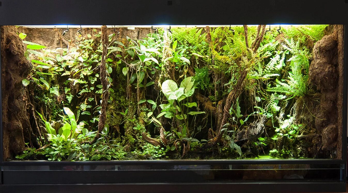 Террариум экзотерра 30 30 30. Террариум для растений. Влажность террариум. Exo terra автополив. Термометр и гигрометр для улиток.