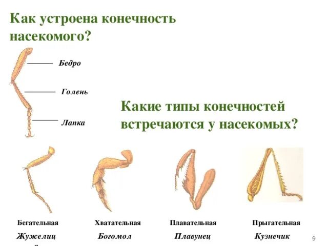 Строение лап насекомых. Богомол Тип конечностей. Строение конечности кузнечика. Строение лапки насекомого.