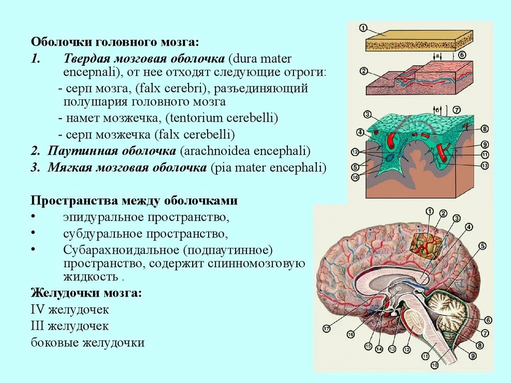 Оболочки защищающие мозг. Оболочки головного мозга топографическая анатомия. Топографическая анатомия оболочек головного мозга паутинная. Топографическая анатомия оболочек головного мозга твердая. Мозговой отдел головы топографическая анатомия.