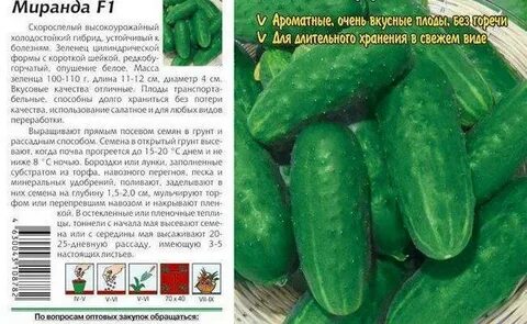 Семена алтая лучшие сорта огурцов