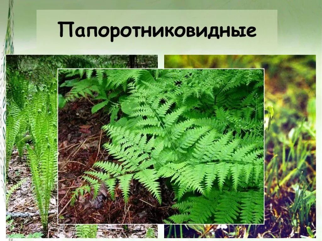 Пример 1 папоротниковидные. Виды папоротников. Папоротникообразные растения. Представители папоротниковидных растений. Представители семейства папоротниковых.