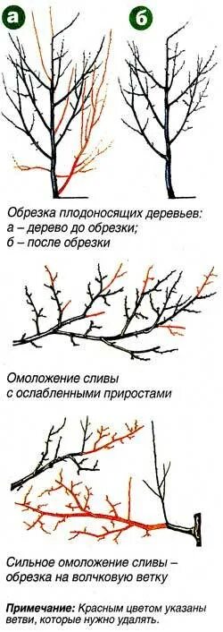 Обрезают ли сливу. Обрезка кустовой вишни весной схема.