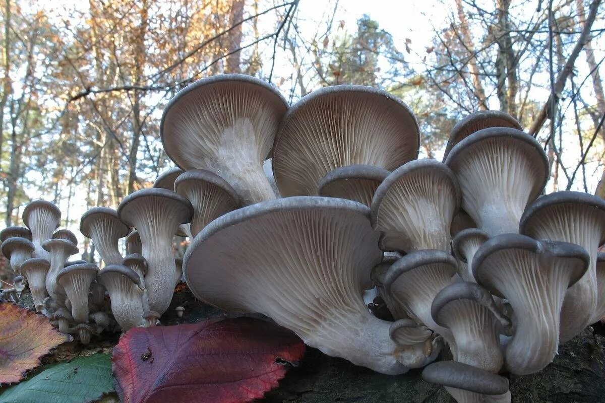 Как выглядят вешенки. Вешенка обыкновенная (Pleurotus ostreatus). Вёшенка устричная (Pleurotus ostreatus). Вёшенка обыкновенная / Pleurotus ostreatus. Вёшенка обыкновенная съедобные грибы.