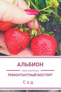 Альбион описание сорта фото отзывы садоводов