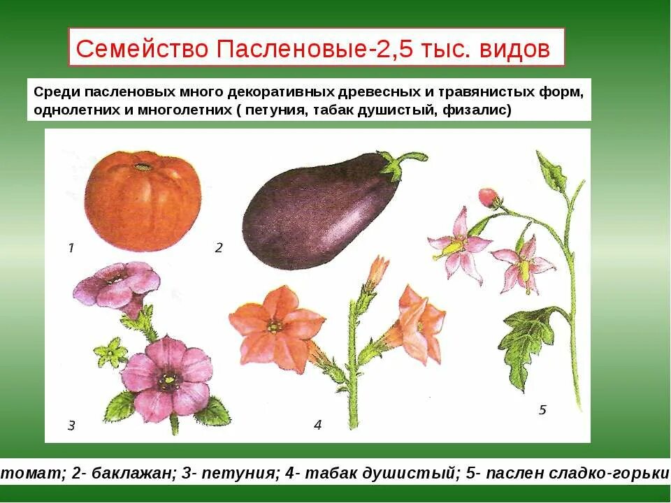 Покрытосеменные пасленовые двудольные. Двудольные семейство Паслёновые. Двудольные растения Пасленовые. Цветок растений семейства Пасленовые. Пасленовые 1 представитель.