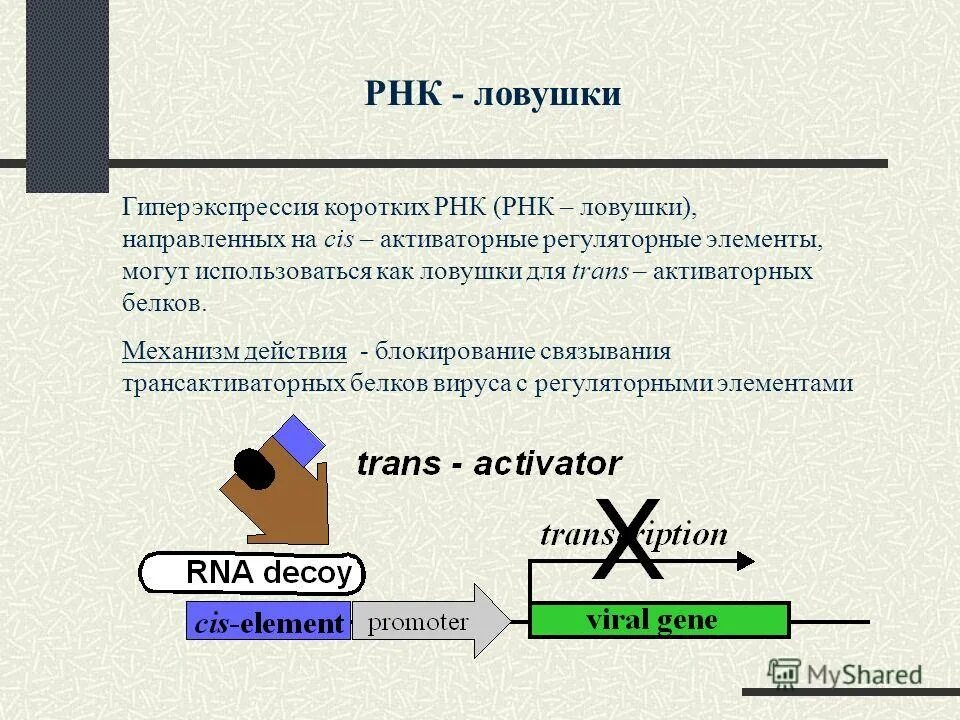 Короткая рнк