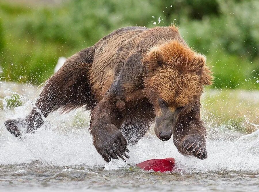 Скорость бега медведя в км ч. Медведь в прыжке. Медведь бежит. Медведь прыгает. Медведь с рыбой.