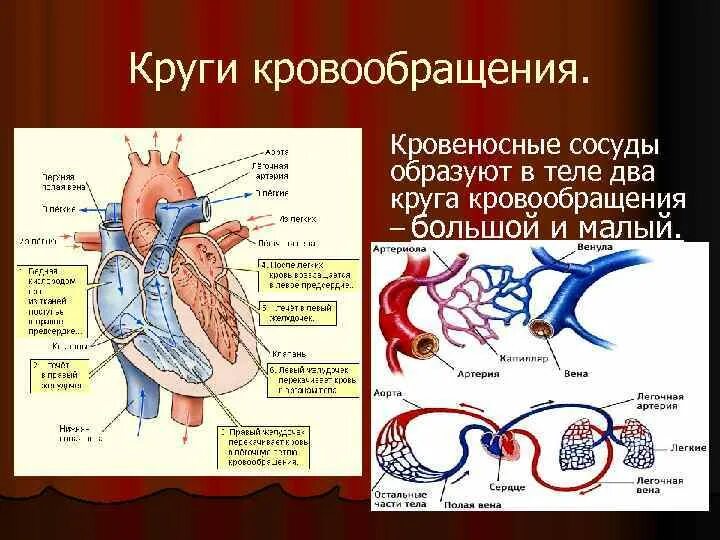 Внутренняя среда организма кровеносная. Кровеносная система внутренняя среда. Кровеносная система внутренняя среда. Открытая кровеносная система. Кровеносная система внутренняя среда.