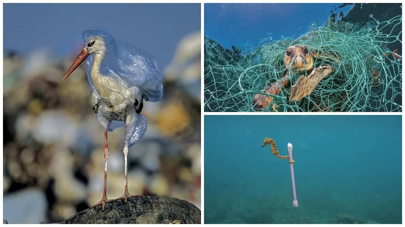 Пластик в природе. Животные и пластик в природе. Пластик и животные экология. Животные запутались в пластике. Вредные птицы в природе