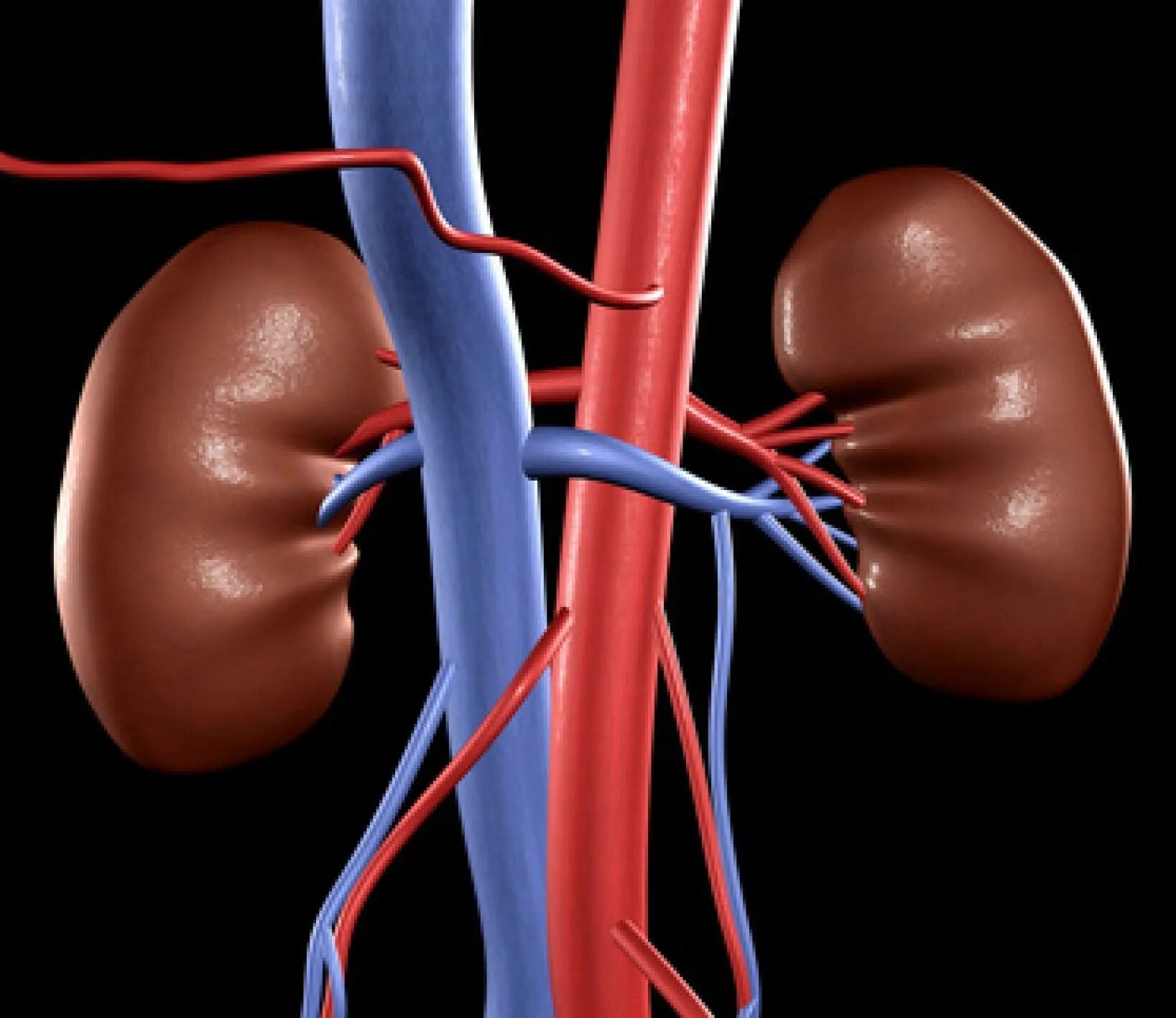 Разные почки. Разные почки. Строение почки. Разные почки. Kidney png.