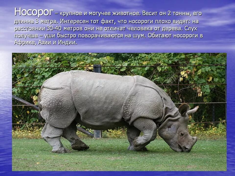 Носорог. Интересные факты о животных. Носорог интересные факты. Интересный материал о животных