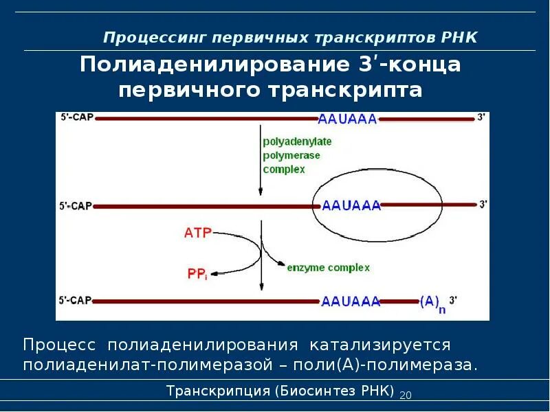 Процессинг первичного транскрипта. Процессинг первичных транскриптов рнк.. биосинтез рнк. процессинг транскрипция. транскрипция биохимия.