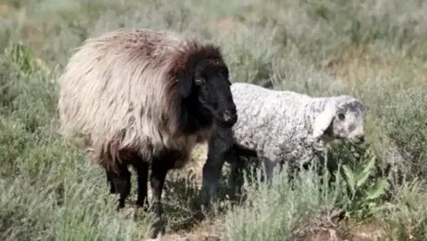 Атақты еркектердің атақты әйелдерді ұрып жатқан суреттері