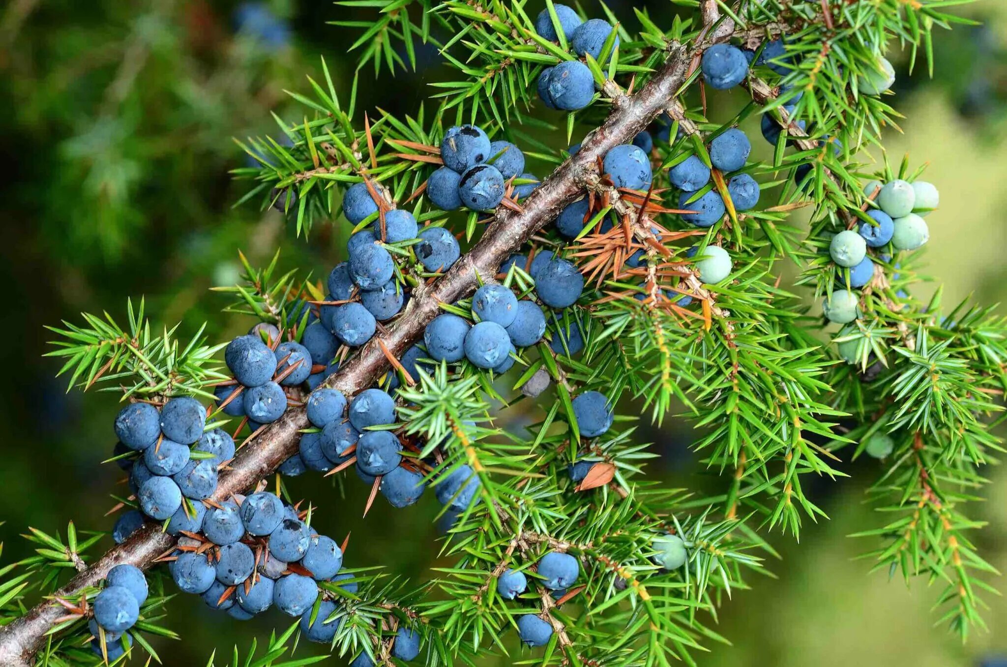 Можжевеловый куст заболотский. Можжевельник Крымский. Можжевельник Juniperus communis. Ягоды можжевельника Крымского. Можжевельник в Крыму.