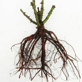 Оттенок какой корень