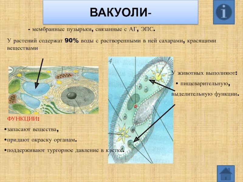 Вакуоль деление клеток. Вакуоль функции. Вакуоли растений. Вакуоли строение и функции. Мембранные вакуоли.