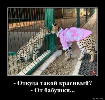 Откуда такая красивая из города